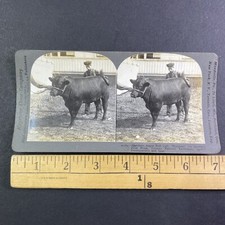 Champion angus bull for sale  Niagara Falls