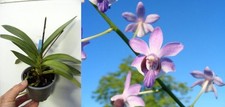Phalaenopsis pulcherima var. d'occasion  Fumel