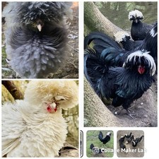 Polish bantam eggs for sale  HUNTINGDON