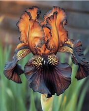 New seeds iris for sale  SOUTHSEA