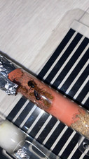 Fourmis camponotus maculatus d'occasion  Vergt
