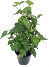 English ivy tree for sale  USA