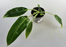Philodendron spiritus sancti gebraucht kaufen  Obertshausen