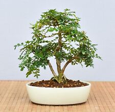 Bonsai indoor szechuanpfeffer gebraucht kaufen  Saarwellingen