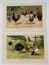 Antique bird art for sale  Gaithersburg