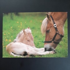 Pferdepostkarte pferd laser gebraucht kaufen  Beeskow