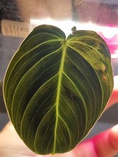Philodendron melanochrysum var gebraucht kaufen  Haan