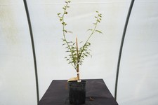 weeping trees for sale  Hendersonville