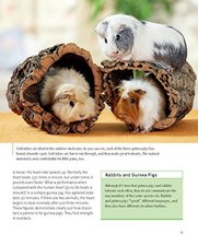 Guinea pigs complete for sale  USA