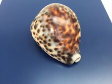 Tiger cowrie shell for sale  CORSHAM