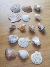 Muschel muscheln sammlung gebraucht kaufen  München