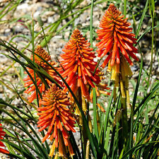 Kniphofia poco orange for sale  UK