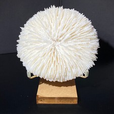 153g natural white d'occasion  Expédié en Belgium
