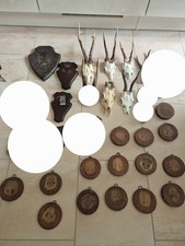 Rehbock gehörn rehgeweih gebraucht kaufen  Hannover