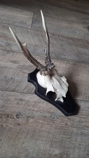 mounted deer antlers for sale mounted deer antlers for sale NEWPORT