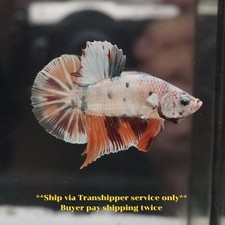 Live betta fish for sale  Shipping to Ireland