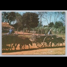 Cartão postal vintage Paraguai Carretas Tipicas vista cênica colecionável não publicada comprar usado Cartão postal vintage Paraguai Carretas Tipicas vista cênica colecionável não publicada comprar usado  Enviando para Brazil