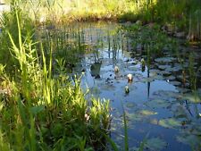 Wasserpflanzen teichpflanzen s gebraucht kaufen  Bodenkirchen