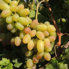Plant raisin julian d'occasion Plant raisin julian d'occasion  Expédié en France
