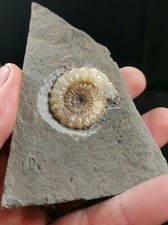 Large calcite promicroceras for sale  BATH