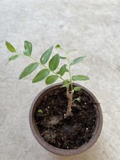 jujube tree for sale jujube tree for sale El Monte