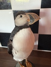 Taxidermy for sale  NEW ROMNEY
