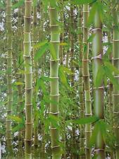 Effect bamboo forest for sale  ROCHDALE