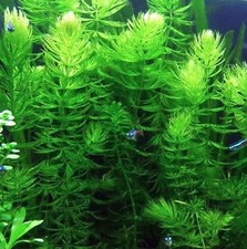 Hornwort coontail stems for sale  Vero Beach