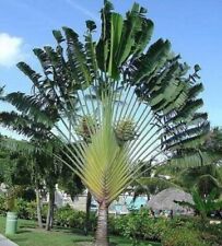 Baum reisenden palme gebraucht kaufen  Kaiserslautern