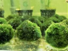 Cladophora aegagrophila boule d'occasion  Ingwiller