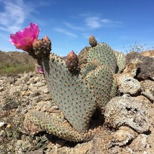 Beavertail cactus oregon for sale  Redmond