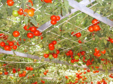 Semi pianta albero usato  Reggio Calabria