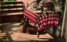 German shepard pollie for sale  Bremerton