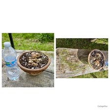Caudex cactus schizobasis usato  Castiglione d'Orcia