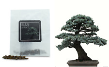 Blue spruce bonsai for sale  HENLEY-IN-ARDEN