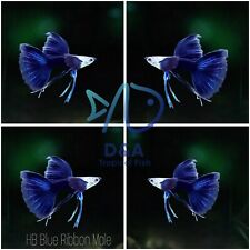 Trio blue ribbon for sale  Houston