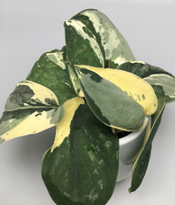Scindapsus jade satin gebraucht kaufen  Wuppertal