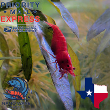 Bred red neocaridina for sale  Andrews