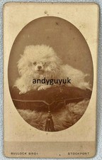 Cdv rare bichon d'occasion  Expédié en Belgium