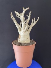Bonsaï baobab rose d'occasion  Aire-sur-l'Adour