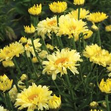 Leucanthemum superbum goldfinc for sale  BELPER