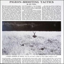 Wood pigeon shooting for sale  SHREWSBURY