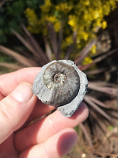Rare agassiceras personatum for sale  REDCAR