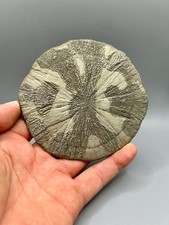 4.7 perfect round for sale  Sparta