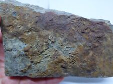 Triassic rhaetic crab for sale  CIRENCESTER