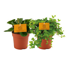 Peperomia duo 1.0 d'occasion  Expédié en France