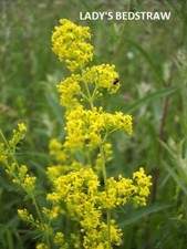 Wildflowers plug bare for sale  WOLVERHAMPTON