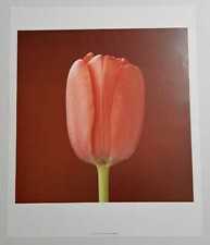 Poster robert mapplethorpe usato  Verbania