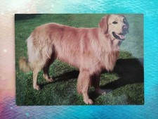 Hovawart hundepostkarte ak gebraucht kaufen  Borna