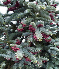 Blue noble fir for sale  Elko